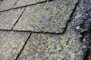 Roof shingles covered in green mold